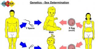 Зачатие ребенка желаемого пола: возможно ли это?
